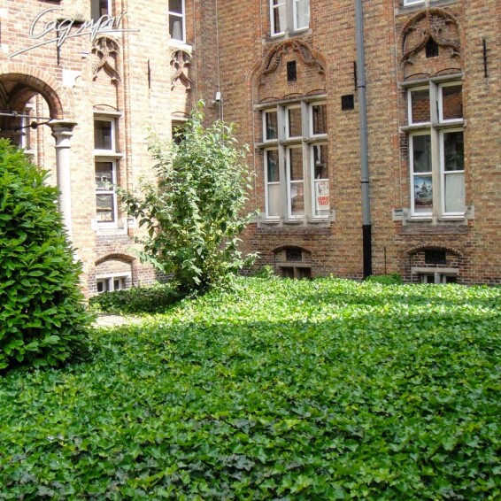 Плющ звичайний 'Hibernica' - 1