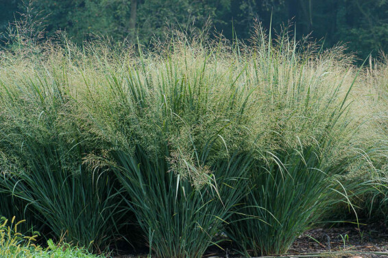 Просо вербовидне 'Heavy Metal' - 4 Просо вербовидне 'Heavy Metal' - 4