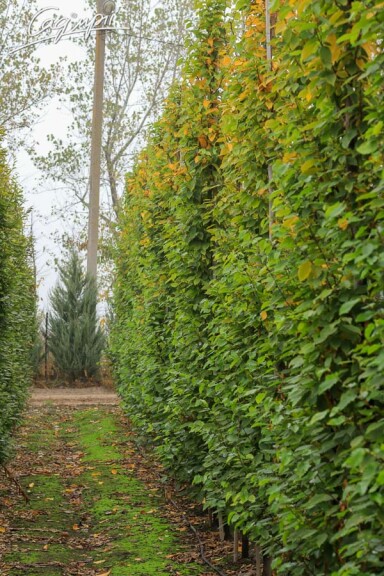 Граб звичайний 'Fastigiata' #1, С60 - - - - 6