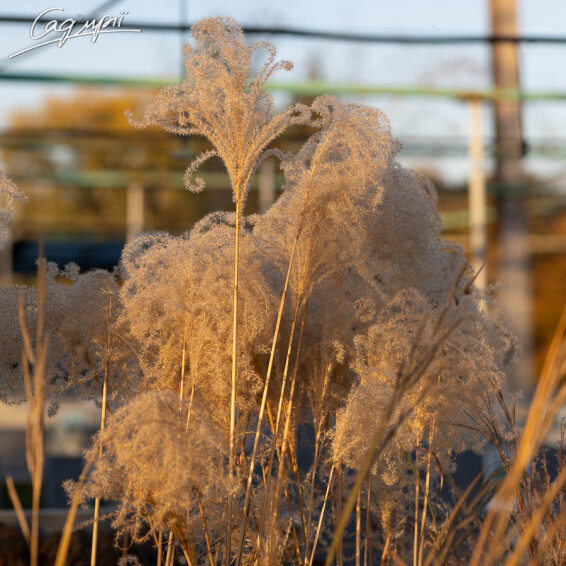 Міскантус китайський 'Malepartus', C3 - - 5