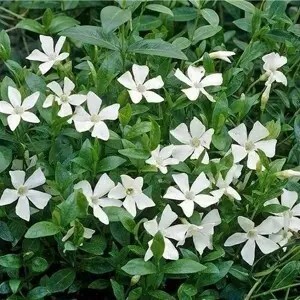 Барвинок большой 'Alba' - 2 Барвинок большой 'Alba' - 2