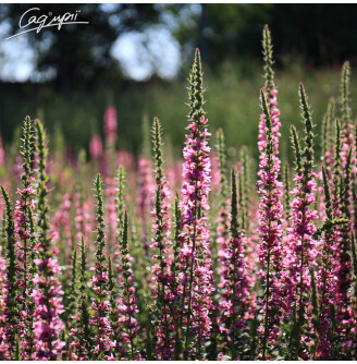 Плакун верболистий 'Robert'