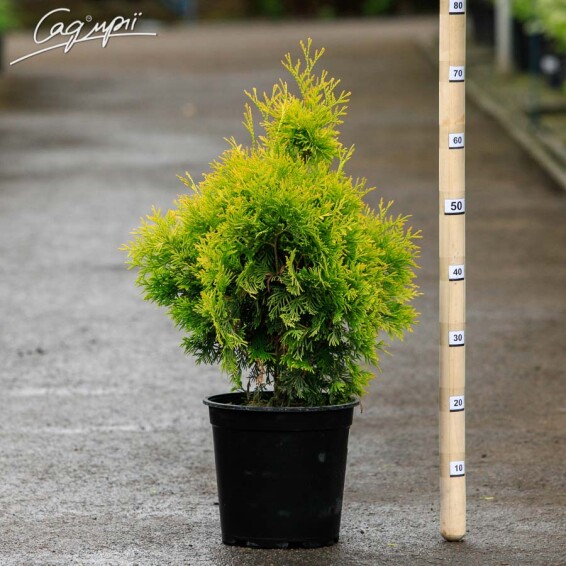 Туя западная 'Yellow Ribbon' - 1