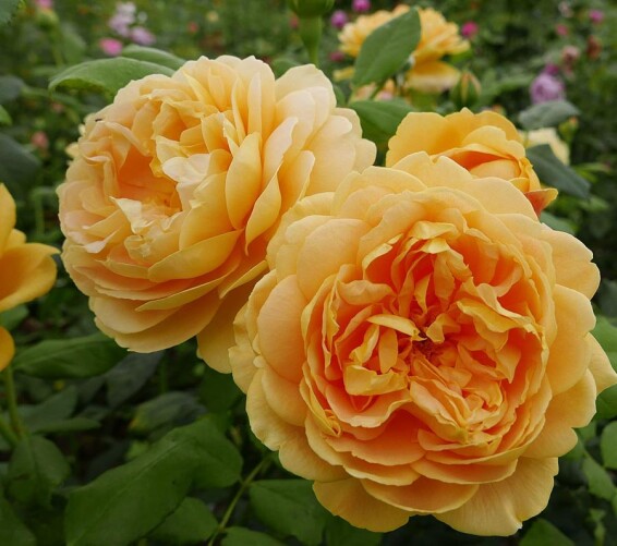 Роза 'Golden Celebration' #1, C7 - - 1