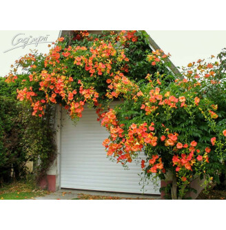 Кампсіс укорінливий 'Ursynow'