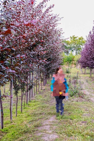 Алича Лихни - 1 Алича Лихни - 1