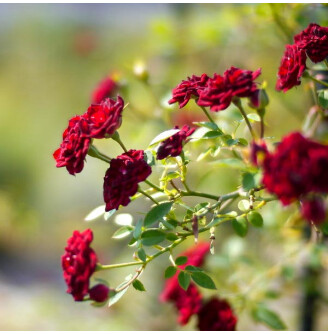 Роза почвопокровная 'Red Cascade'