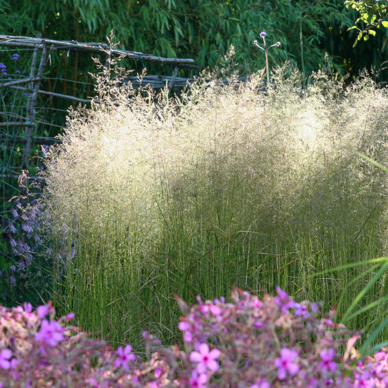 Щучник дернистий - 1 Щучник дернистий - 1