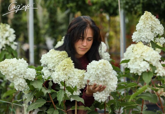 Гортензия метельчатая 'Vanille Fraise'® #4, С2 80-100 - 4