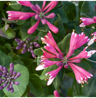 Жимолость Гекротта