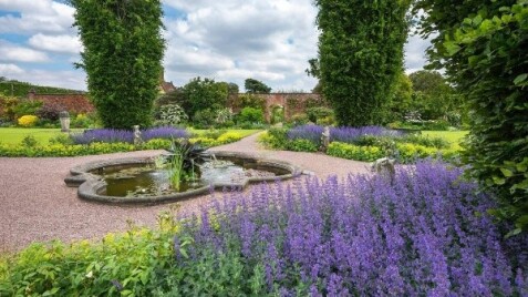 КОТОВНИКИ: КАК ВЫБРАТЬ И КАК УХАЖИВАТЬ В САДУ