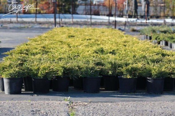 Можжевельник средний 'Old Gold' - 4