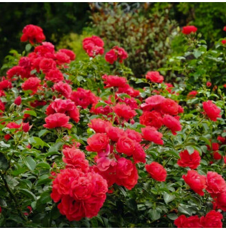 Роза почвопокровная 'Scarlet'