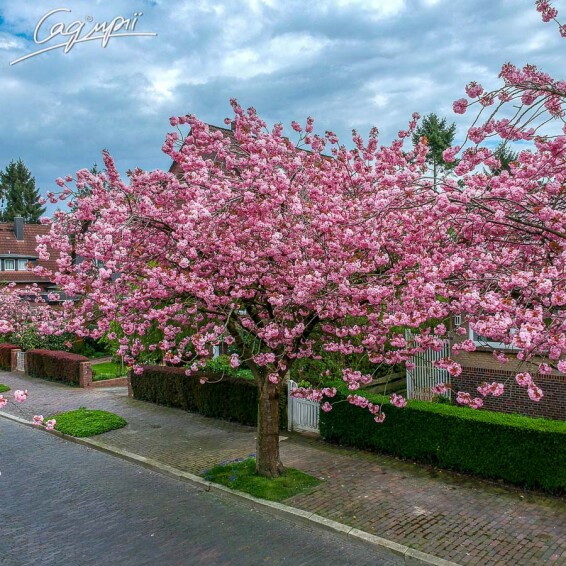 Сакура мелкопильчатая 'Kanzan' #9, C40 14--16 300-350 St. 1/2 - 1