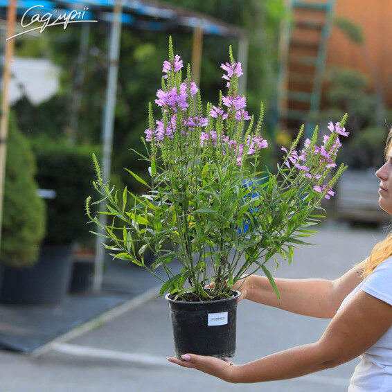 Фізостегія віргінська 'Vivid' - 3