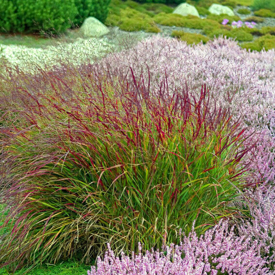 Просо прутьевидное 'Rotstrahlbusch' - 5