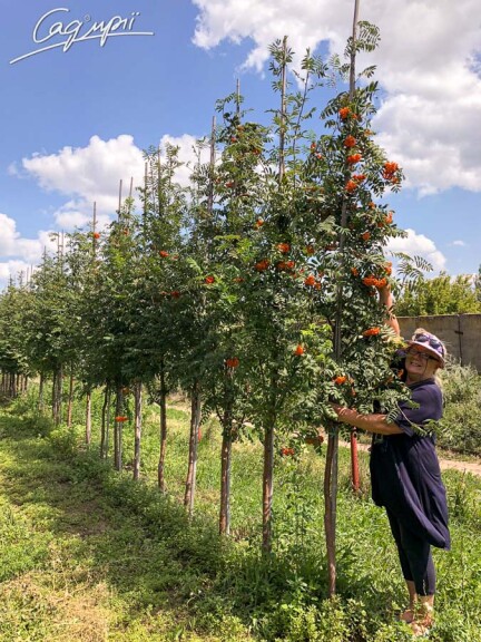 Горобина звичайна - 3 Горобина звичайна - 3