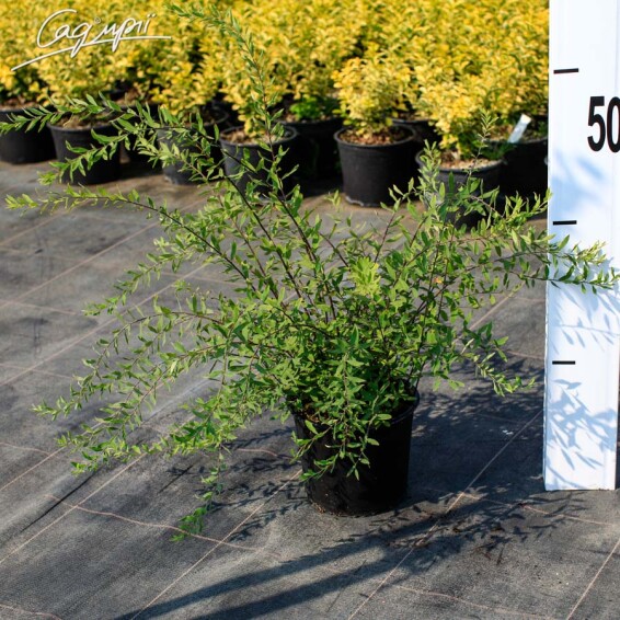 Спирея пепельная 'Grefsheim' #4, C2 30-40 - 8 Спирея пепельная 'Grefsheim' #4, C2 30-40 - 8