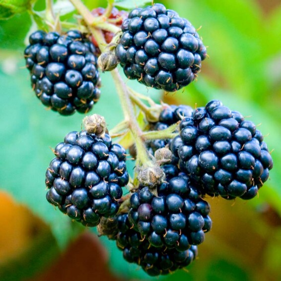 Ежевика 'Black Satin' - 3 Ежевика 'Black Satin' - 3