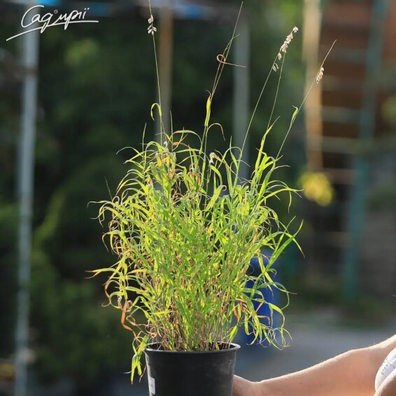 Перлівка висока #1, p9 - - 4