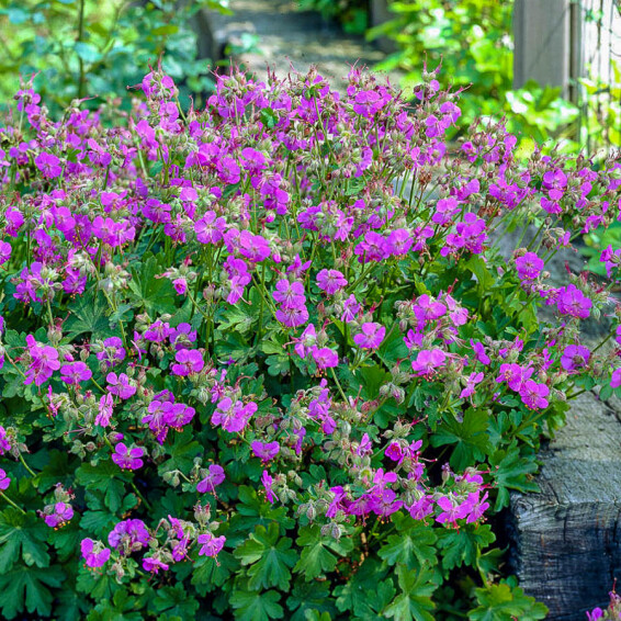 Герань кембріджська 'Cambridge', p9 - - 4 Герань кембріджська 'Cambridge', p9 - - 4