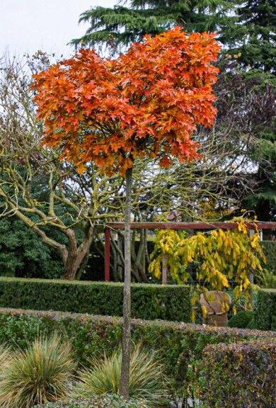 Дуб болотный 'Green Dwarf' #1, C43 6--8 250-300 St. 1/2 - 2 Дуб болотный 'Green Dwarf' #1, C43 6--8 250-300 St. 1/2 - 2