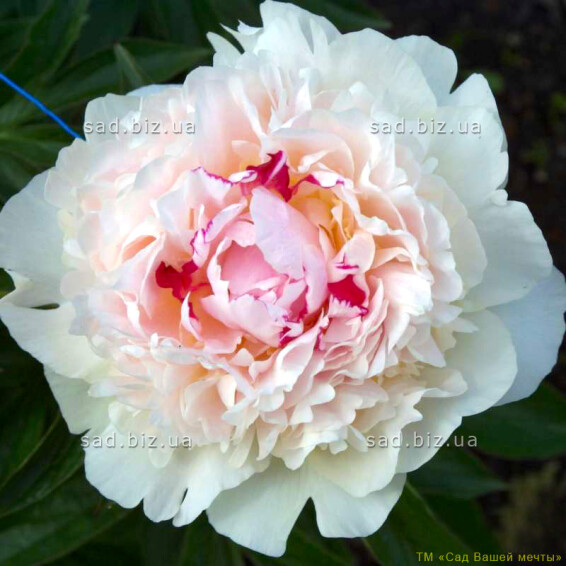 Півонія трав'яниста 'M-me De Verneville' - 1
