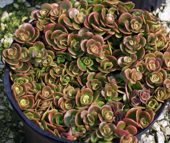 Очиток 'Coral Reef' - 1