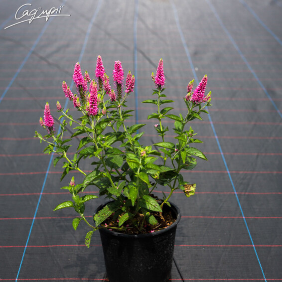 Вероніка довголиста 'First Love' - 2 Вероніка довголиста 'First Love' - 2