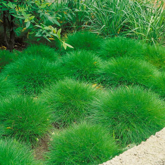 Овсяница метельчатая, p9 - - 4 Овсяница метельчатая, p9 - - 4