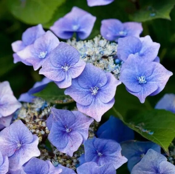 Гортензия крупнолистная 'Fasan' - 4