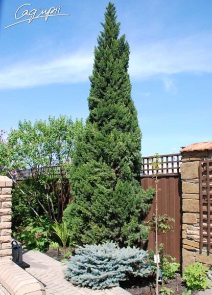 Можжевельник китайский 'Keteleerii' #1, C14 100-125 - 3