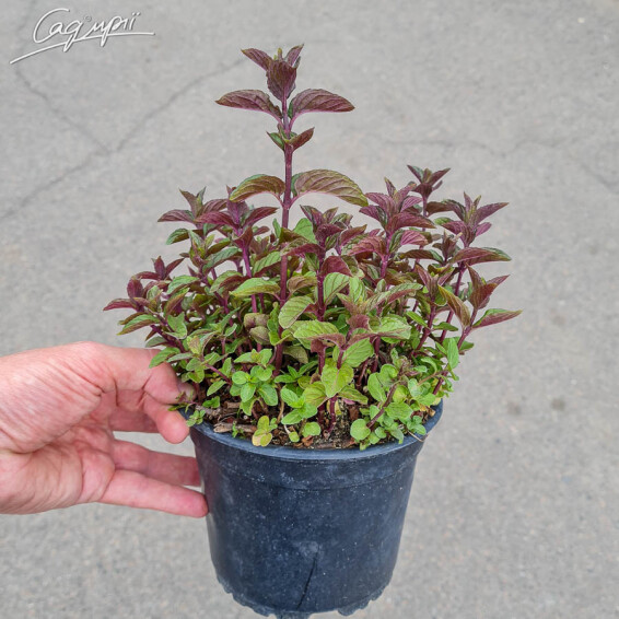 Мята перечная 'Eichenau' - 3