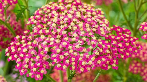 Деревій «Lightning Pink» - чарівна веселка в Вашому саду