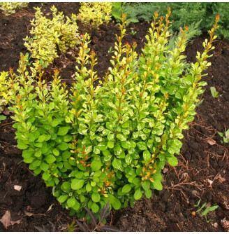 Барбарис Tунберга 'Powwow'