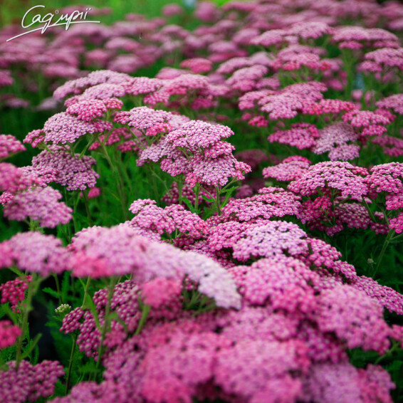 Тысячелистник гибридный 'Tutti Frutti 'Pink Grapefruit' ®' - 1 Тысячелистник гибридный 'Tutti Frutti 'Pink Grapefruit' ®' - 1