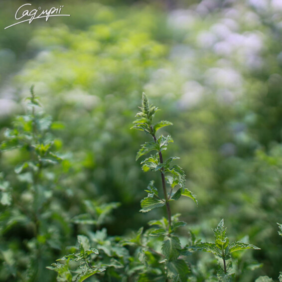 Мята перечная 'Carynthiasa' - 3 Мята перечная 'Carynthiasa' - 3