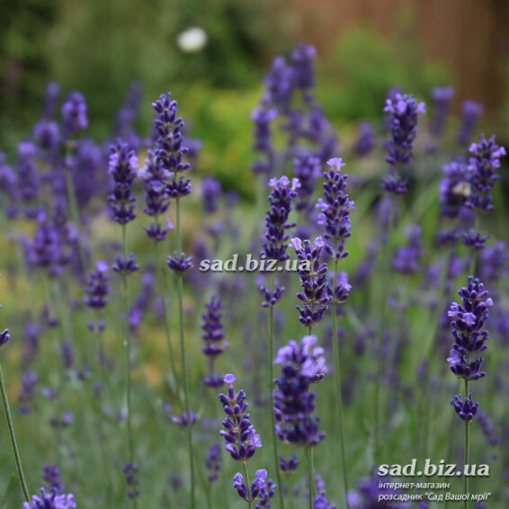 Лаванда узколистная 'Hidcote' - 1