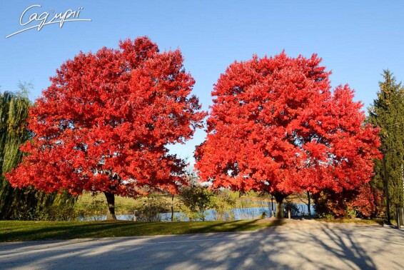 Клен красный #3, WRB 10--12 500-600 St. 150-175 - 1 Клен красный #3, WRB 10--12 500-600 St. 150-175 - 1