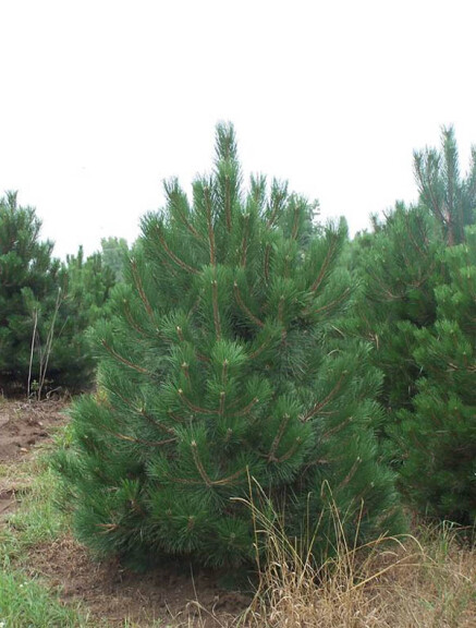 Сосна чорна 'Nigra', WRB - - - - 1 Сосна чорна 'Nigra', WRB - - - - 1