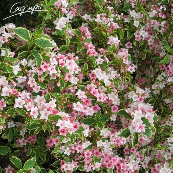 Вейгела 'Nana Variegata' - 7