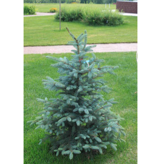 Ялина колюча 'Glauca Arizona Kaibab'