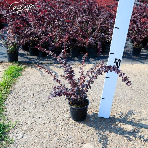 Барбарис оттавський 'Superba' #3, p9 60-70 - 3