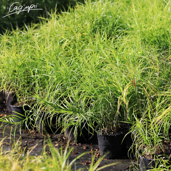 Осока пальмолистна - 4