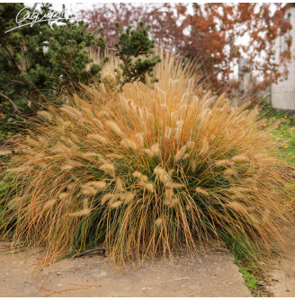 Пенісетум лисохвістний