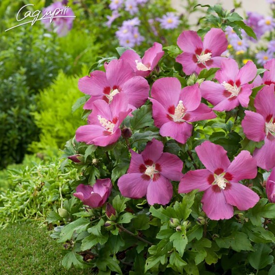 Гибискус сирийский 'Woodbridge' - 2