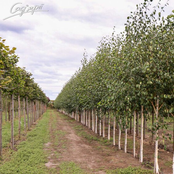 Береза гималайская 'Doorenbos' #10, C25 10--12 300-350 St. 1/2 - 4 Береза гималайская 'Doorenbos' #10, C25 10--12 300-350 St. 1/2 - 4