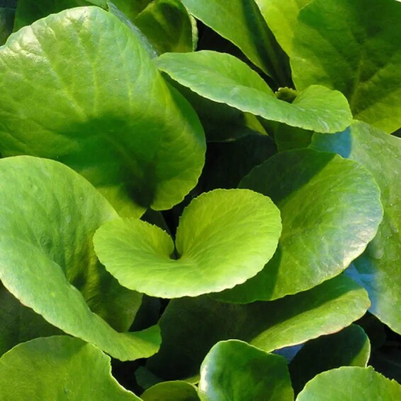 Бадан серцелистий 'Winterglut', C1 - - 7