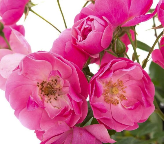 Троянда бордюрна 'Angela' - 1