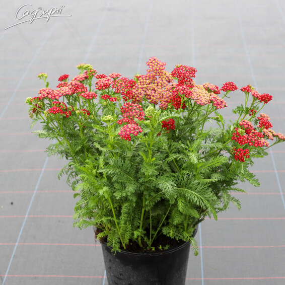 Деревій звичайний 'Red Velvet', p9 - - 3 Деревій звичайний 'Red Velvet', p9 - - 3